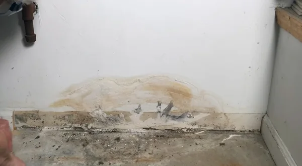 How Long Does It Take for Mold to Grow on Wet Drywall