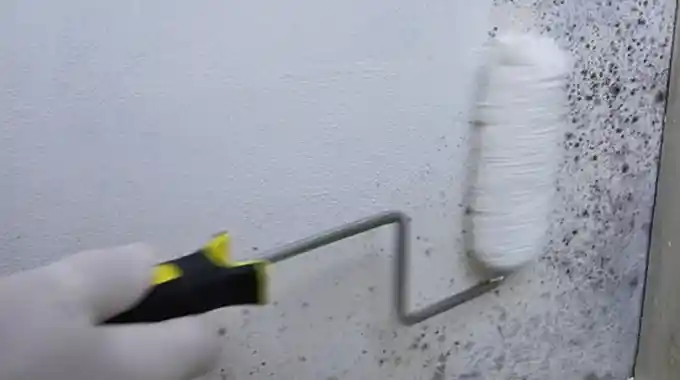 How to Seal Mold on Drywall With Some Easy Steps