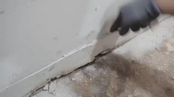 Causes of Mold Growth On Drywall