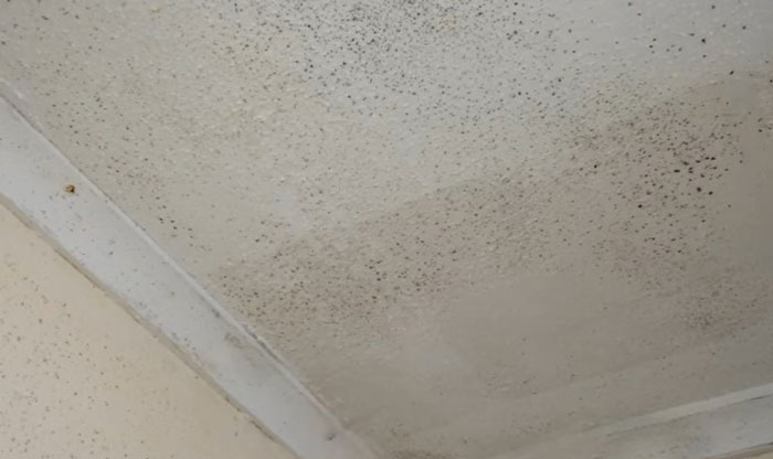 Mold Growth Areas in Your Home on Drywall