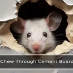 Can Mice Chew Through Cement Board