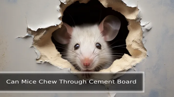 Can Mice Chew Through Cement Board